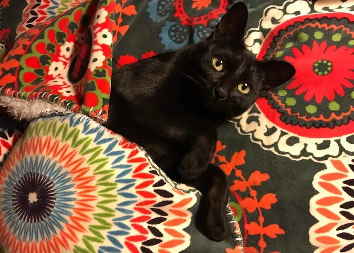 Large With Pool Near Montpellier * Saint-Georges-dʼOrques